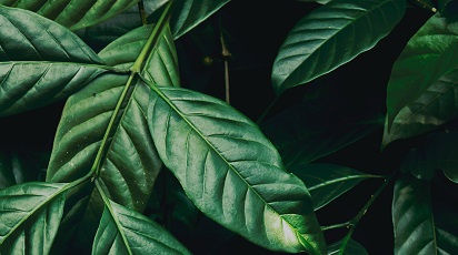 De ce ai nevoie de plante care purifică aerul