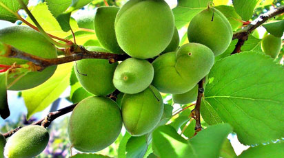 De ce cad caisele necoapte din pom