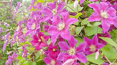 De ce este atât de importantă tăierea de toamnă a clematisului