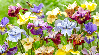 De ce nu înfloresc irișii: 5 motive