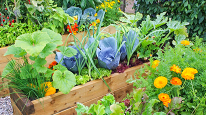 Debutul toamnei: 10 sfaturi pentru grădinarii începători