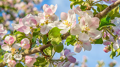 Fertilizarea de primăvară a pomilor și arbuștilor fructiferi