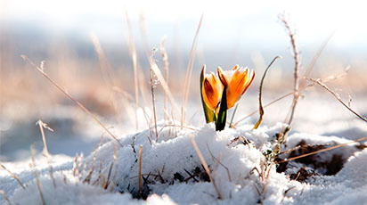 Flori din grădina ta de care te poți bucura și iarna. Ce flori poți planta în noiembrie