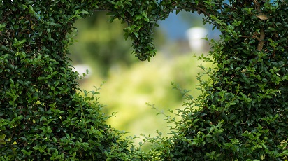 Folosește arbuști ornamentali pentru un gard viu cu personalitate