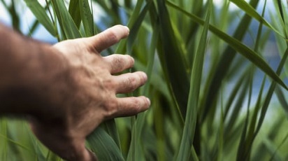 Folosește iarbă ornamentală pentru o curte cu adevărat specială