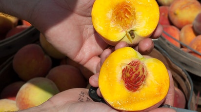 Ghid complet pentru cultivarea și îngrijirea piersicului