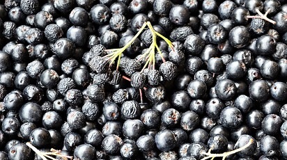 Ghid complet pentru plantarea și îngrijirea arbustului de aronia