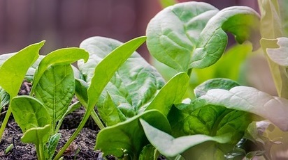 Ghid de primăvară pentru plantarea și îngrijirea spanacului