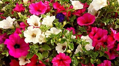 Ghid pentru o grădină colorată: plantarea și îngrijirea petuniilor 