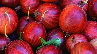 Ghid practic pentru înmulțirea argrișului prin semințe, butași sau altoire