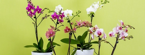 Ghidul complet de îngrijire al florilor de apartament pe timp de iarnă