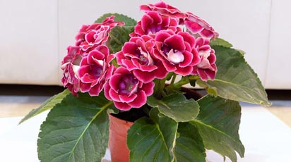 Gloxinia de catifea: plantarea, creșterea și îngrijirea prințeselor de cameră