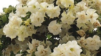 Iasomia de grădină: mai mult decât o plantă decorativă