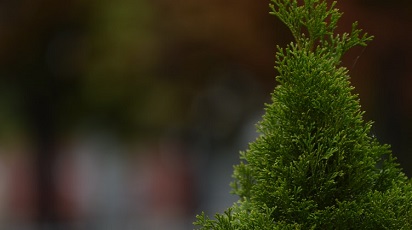 Idei practice pentru amenajări peisagistice: plantarea coniferelor