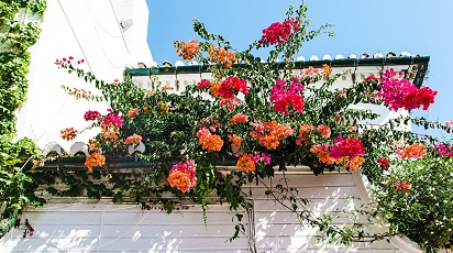 Înfrumusețează balconul casei tale cu mușcate curgătoare