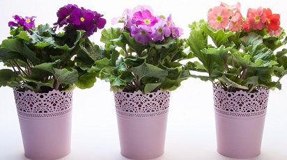 Îngrijește primula, floarea care aduce primăvara în casa ta