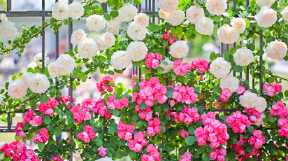 Îngrijirea adecvată a trandafirilor urcători: plantare, fertilizare, tăiere