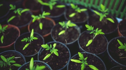 Îngrijirea răsadurilor de roșii - tot ce trebuie să știi