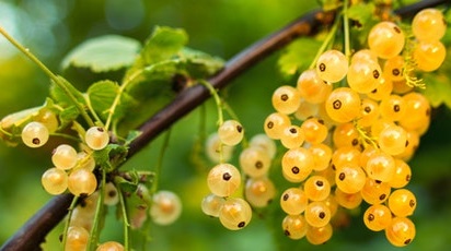 Îngrijirea și înmulțirea coacăzului: sfaturi practice pentru grădinari