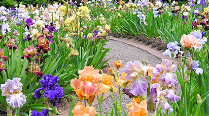 Învață care sunt florile pe care le poți planta toamna în grădină