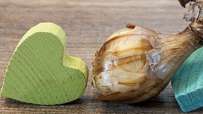 Învață să plantezi bulbii de primăvară în grădină