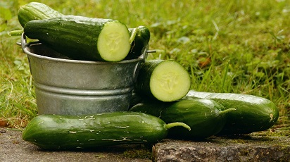 Învață să uzi corect castraveții atunci când îi crești în solarii