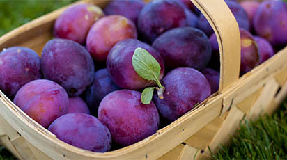 Livada de prune: îngrijirea corespunzătoare pe durata iernii