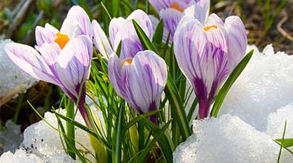 Luna februarie în grădină: primul lucru pe care să îl faci după topirea zăpezii