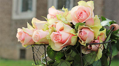 Top 3 metode eficiente de înmulțire a trandafirilor prin butași