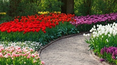 Metode prin care să îți păstrezi plantele perene pe timp de iarnă