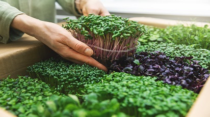 Microgreen - kiełki warzyw czyli to, co najlepsze z natury