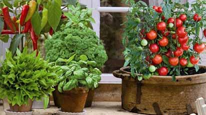 Mini grădină la apartament: Ce legume poți planta în ghiveci