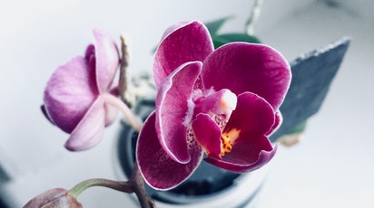 Orhideea de apartament: sfaturi de îngrijire