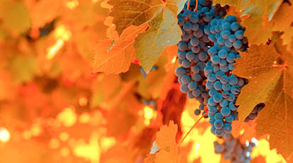 Pași de urmat în pregătirea viței de vie pentru iarnă