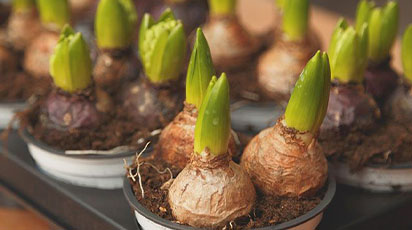 Păstrarea corectă a bulbilor de dalie, begonie și gladiolă pe timp de iarnă