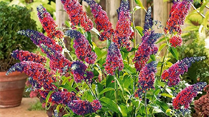 Colorează-ți grădina cu liliacul de vară