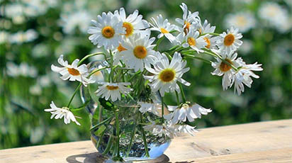 Plantează mușețel în grădină și ia-ți doza de sănătate