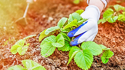 Plantarea căpșunilor în sezonul de toamnă