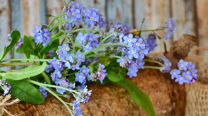 Plantarea florii de nu mă uita în grădină