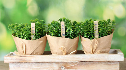Plantarea mirodeniilor in interiorul casei tale