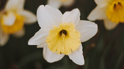 Plantarea narciselor pentru înfrumusețarea spațiilor verzi