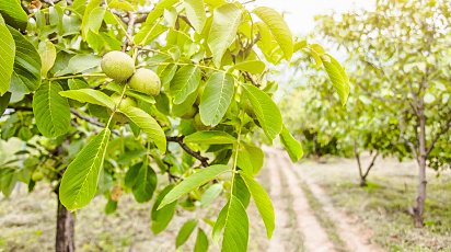 Plantarea nucului: recomandări pentru semănare și îngrijire