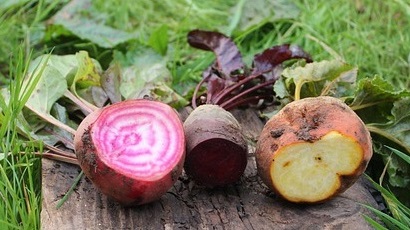 Plantarea sfeclei roșii în aprilie: sfaturi utile pentru grădinărit