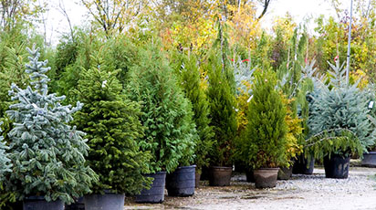 Plantarea și creșterea bradului în ghivece 