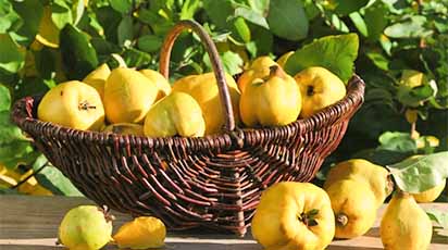 Plantarea și creșterea gutuilor: informații utile și sfaturi practice