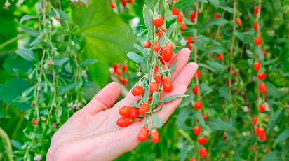 Plantarea și îngrijirea arbustului de goji