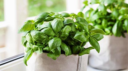 Plantarea și îngrijirea busuiocului în ghiveci