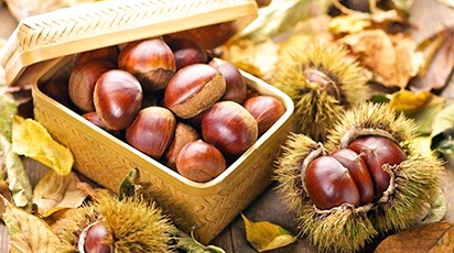 Sfaturi practice pentru plantarea și îngrijirea castanului comestibil