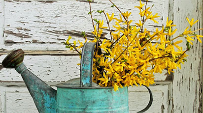 Ghid de primăvară: plantarea și îngrijirea florii de Forsythia