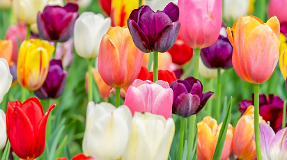 Plantarea și îngrijirea lalelor de grădină